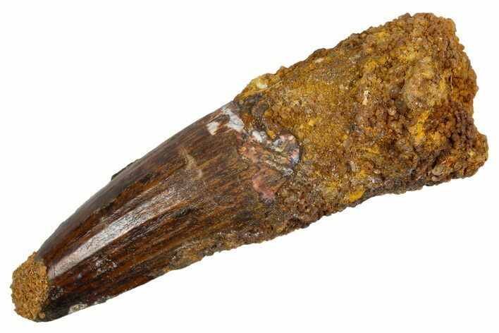 Fossil Spinosaurus Tooth - Real Dinosaur Tooth #305701